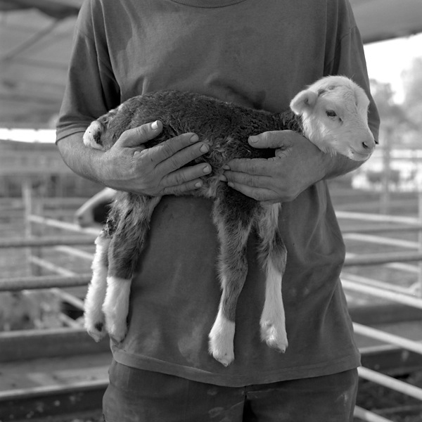 Man holding small Calf